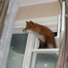 Лис