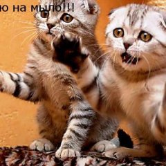 Мазила