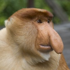Monkey Nosach