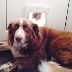 Незваный кот