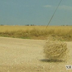 Перекати поле