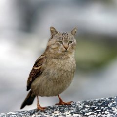 Птицекот
