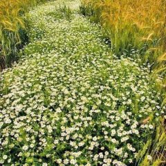 Ромашки