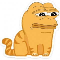 Саша кот