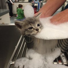 Саша кот