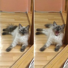 Шутка