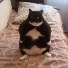 Тослтая котейка