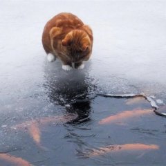 Ты моя рыбка