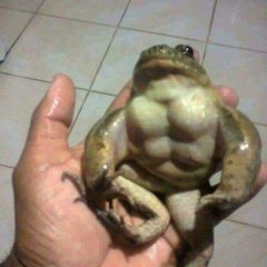 Жаба