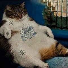 Блатной кот