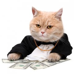 Блатной кот