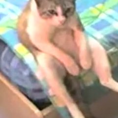 Блатной кот