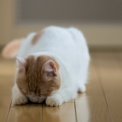 Bowing Cat
