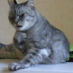 Еркенр