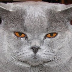 Грусный кот