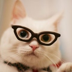 Кошечка