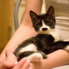 Кот гитлер