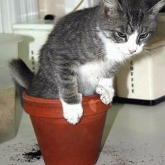 Кот горшок