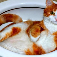 Кот который лежит в унитазе