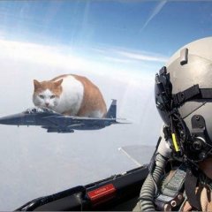 Кот летит на истребителе