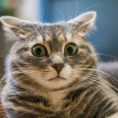 Кот недоумение