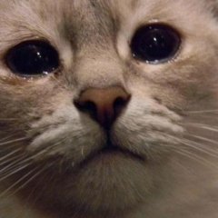 Кот плачет