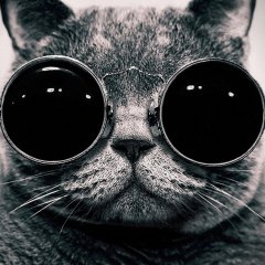 Кот в ачках