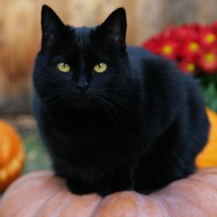 Кот