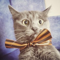 Кот