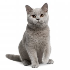 Кот