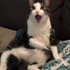 Кот
