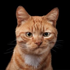 Котейка кот
