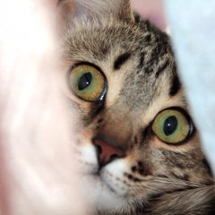 Котейка