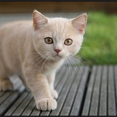 КОТИК
