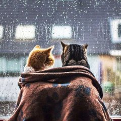 Коты у окна