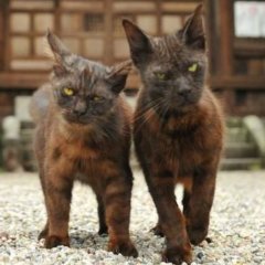 Коты