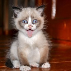 Котёнок сошол с ума