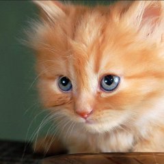 Котёнок