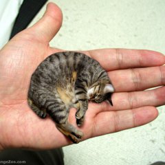 КРЕВЕДКОТЭ