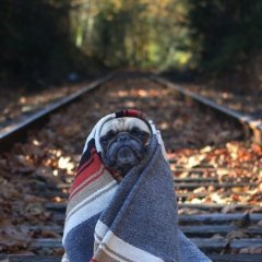 Мопс