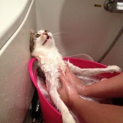 О нет Котик