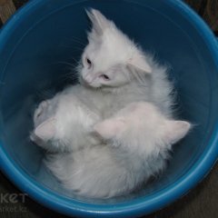 Просто добавь воды