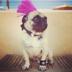 Pug punk