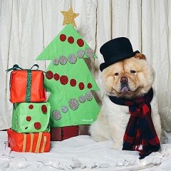 С новым сумеркомс новой порошей С Новогоднею сказкой