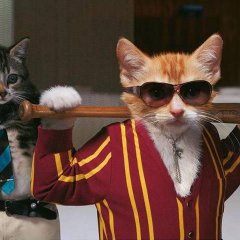 Саша кот