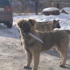 Собака и нож