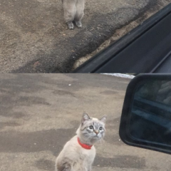 Стоящий кот