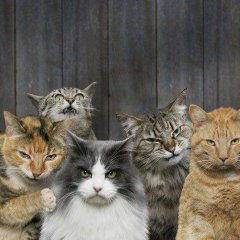 Суровые котеги