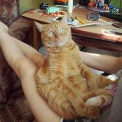 Удивленный кот