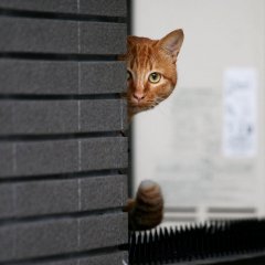 Выглядывает кот